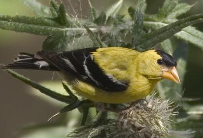 Goldfinch