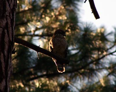 Hawk?