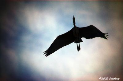 Heron against a stormy sky