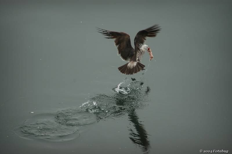 Osprey and catch