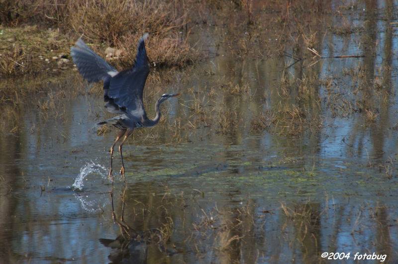 Taking off with a splash