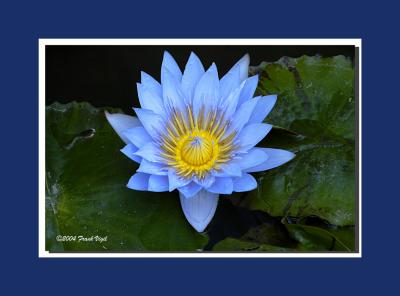 Blue Lily.jpg