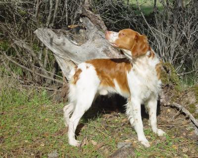 Jeb Sniffing the Breeze   Oil Conversion