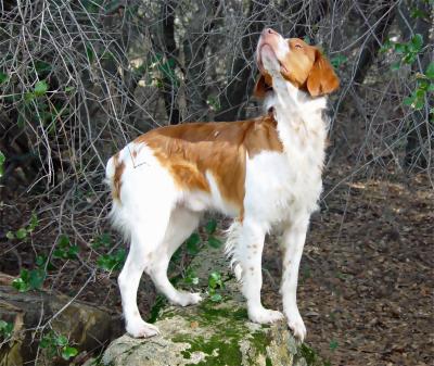 dsc07468  Checking out the Branches   light oil