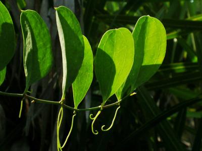 Wild bamboo