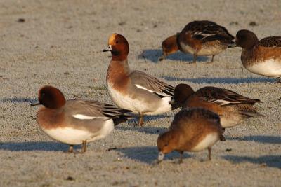 Wigeons