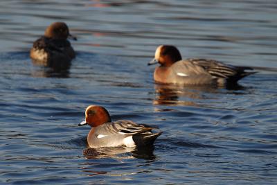 Wigeons