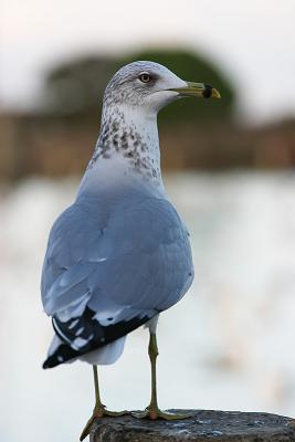 Ring-Billed Gull