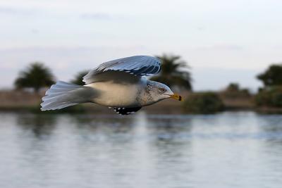 Ring-Billed Gull