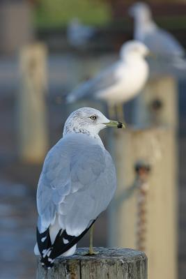 Ring-Billed Gulls