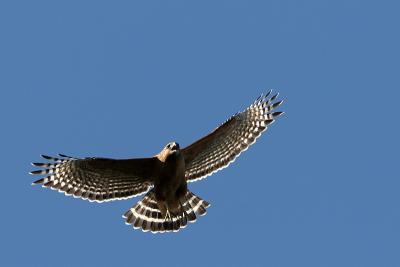 Red-shouldered Hawk