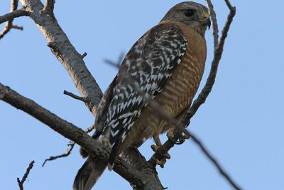 Red-shouldered Hawk