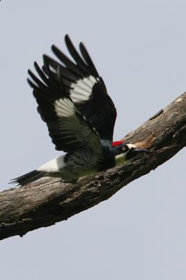 Acorn Woodpecker in Flight