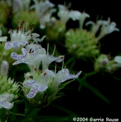 Narrowleaf Mountain Mint