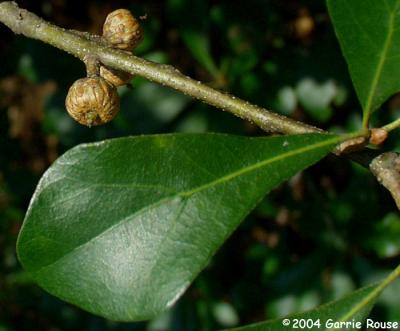 Water Oak