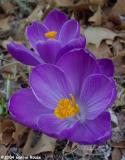 Crocus