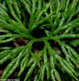 Fan Clubmoss