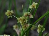 Marsh Flatsedge