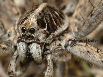 Wolf Spiders, Family Lycosidae