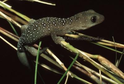 Jewelled gecko, Eremiastrophurus elderi
