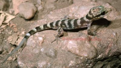 Unnamed gecko, Heteronotia sp.
