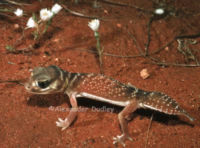Smooth Knob-tailed gecko, Nephrurus levis
