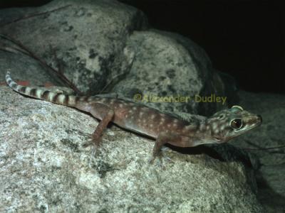 Giant Cave Gecko, Pseudothecadactylus lindneri