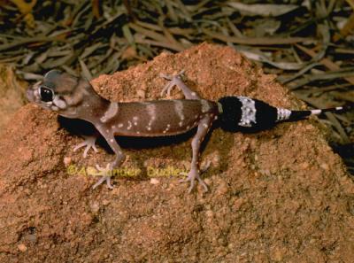 Thick-tailed gecko, Underwoodisaurus millii