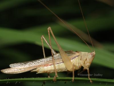 u38/gehyra/medium/25292467.Grasshopper1.jpg