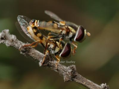 Mating Hoverflies