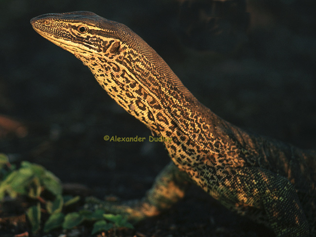 Varanus panoptes