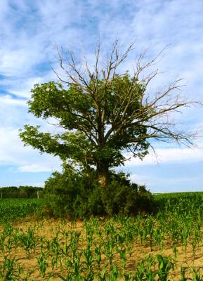 Moderate tone adjustment plus tone curve on the blue/yellow channel, recrop of DPC member thatcloudthere's tree photo.