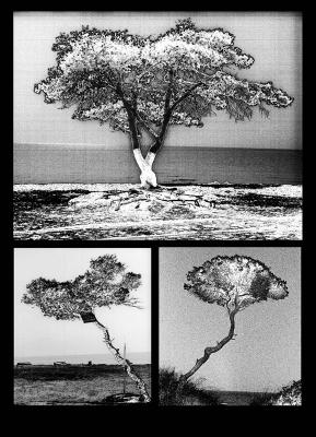 Trees