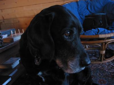 Mr. Jake.jpg