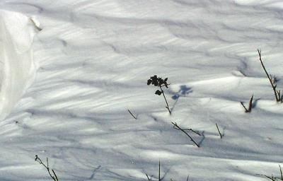 snow sculpture2.JPG