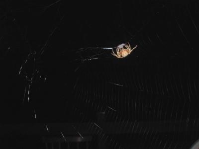 021 spider web spinning.JPG