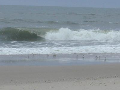 0044 sandpipers wave chasing.JPG