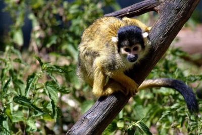 Saimiri boliviensis