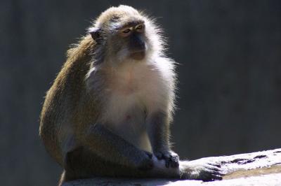 Macaque