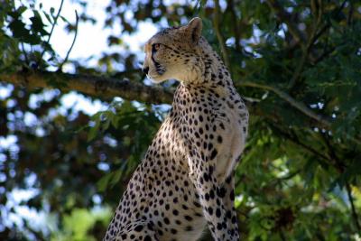 Guépard