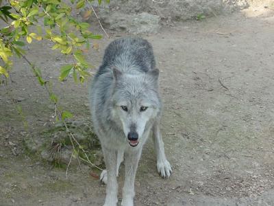 Loup