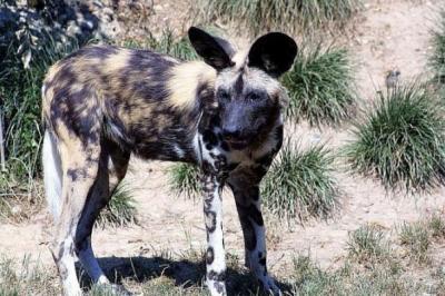 Lycaon