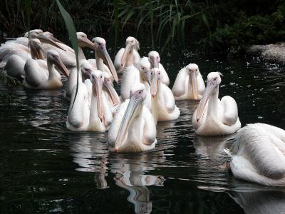 Groupe de plicans