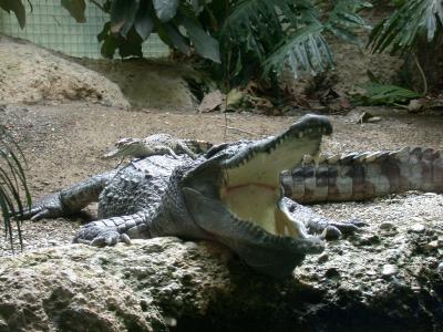  Crocodylus siamensis