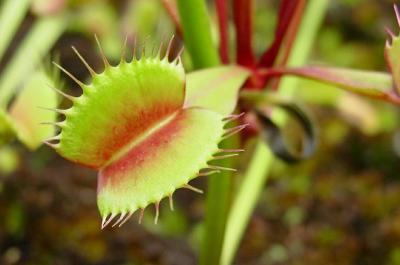 Drosera spathulata