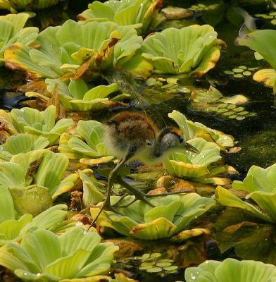 Jeune Jacana