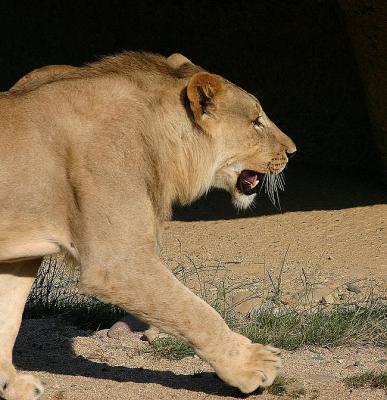 Lion Lion