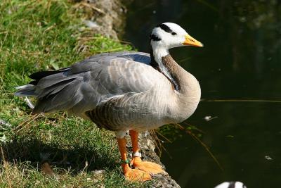 Oie à tête barrée ( Anser indicus)
