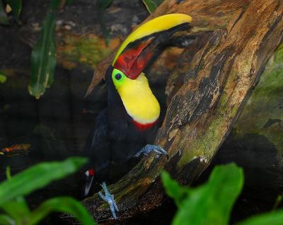 Toucan.jpg