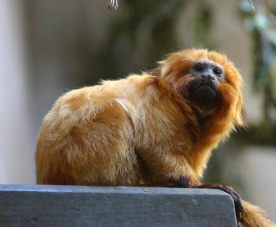 Singe-lion, tamarin soyeux ( Leontopithecus rosalia rosalia )